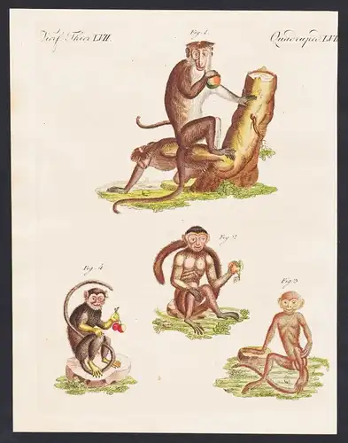 1800 - ape apes Affe Affen monkey monkeys engraving antique print Bertuch