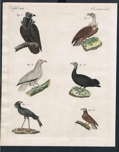 1800 - Raubvögel Geyer Geier vulture Vögel birds engraving Kupferstich Bertuch
