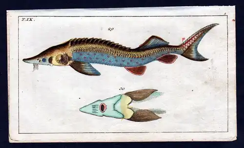 1800 Fisch Fische fish Kupferstich engraving