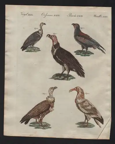 1800 - Geier vulture vultures Raubvögel raptor Bertuch Kupferstich antique print