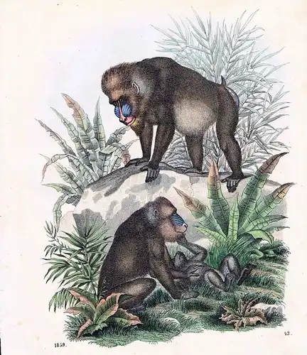 1859 - Pavian Affe Affen monkey Tiere animals animal Original Lithographie Litho
