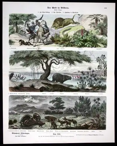 1890 Löwe Nilpferd Krokodil Hyäne Tierwelt Afrika Atlas Münchener Bilderbogen