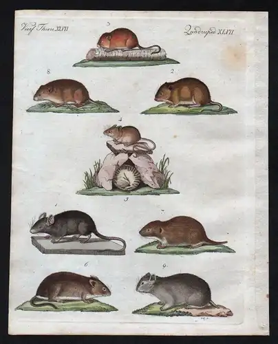 1800 - Maus Mäuse mouse mice Feldmaus Zwergmaus Bertuch Kupferstich engraving