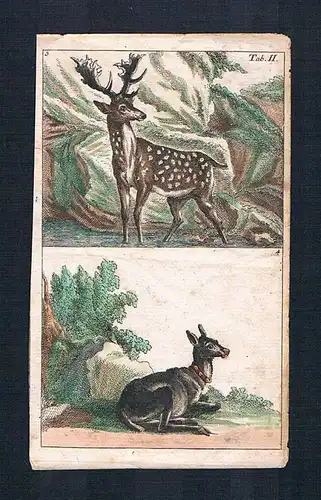 1800 - Hirsch Bock Hirschkuh deer stag animal engraving Original Kupferstich