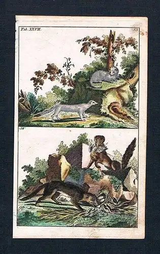 1800 - Hermelin Iltis Wiesel stoat animal animals engraving Original Kupferstich