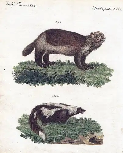 1800 - Vielfraß Wolverine Stinktier Kupferstich Bertuch
