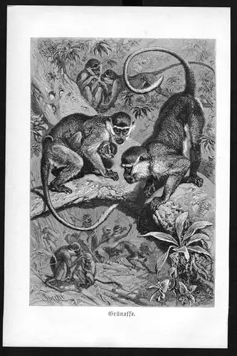 1890 - Grünaffe Affe Affen monkey monkeys Original Holzstich woodcut