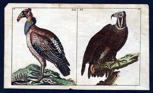 1800 Geier vulture vultures Greifvögel Vogel bird Kupferstich engraving