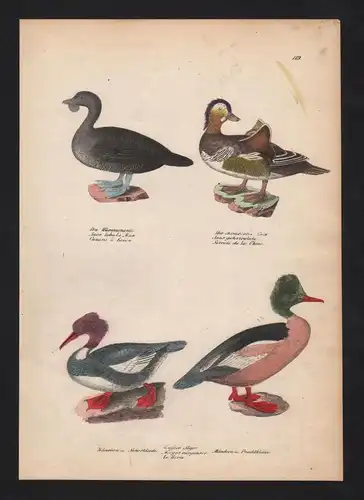 1840 - Gänsesäger merganser Ente duck Vogel Vögel bird birds Lithographie