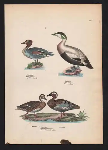 1840 - Eiderente common eider Ente duck Vogel Vögel bird birds Lithographie