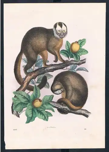 1865 - Affen Affe monkey monkeys animals animal Original Druck print