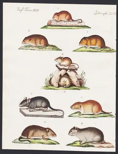 1800 - vole harvest mouse mice Maus Mäuse engraving antique print Bertuch