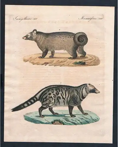 1800 - Stinktiere Pougoune Civette skunks civet engraving Kupferstich Bertuch