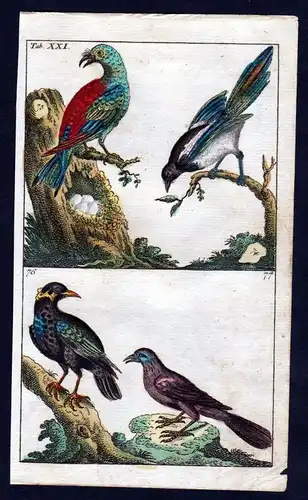 1800 Blauracke roller Vogel Vögel bird birds Kupferstich engraving
