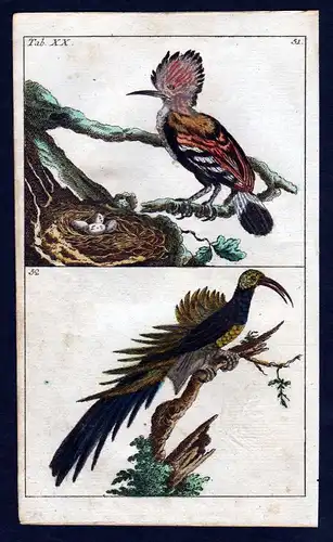 1800 Wiedehopf hoopoe Vogel Vögel bird birds Kupferstich engraving