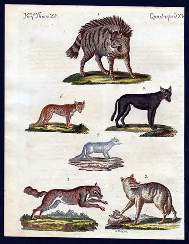 1800 - Hyenas wolf wolves fox foxes Fuchs Hyäne engraving antique print Bertuch