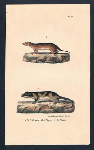 1840 - Otter Fischotter Marder Touan Loutre Original Lithographie lithography