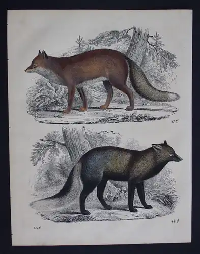 1846 - Fuchs Füchse fox foxes Lithographie Lithograph