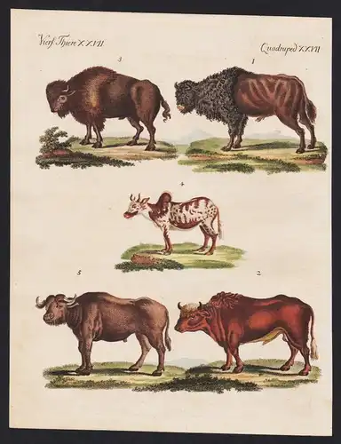 1800 - zebu bison buffelo ox Büffel Ochse engraving antique print Bertuch