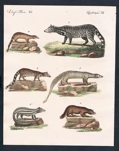 1800 - Zibetkatzen Stinktier Coafe civet skunk engraving Kupferstich Bertuch