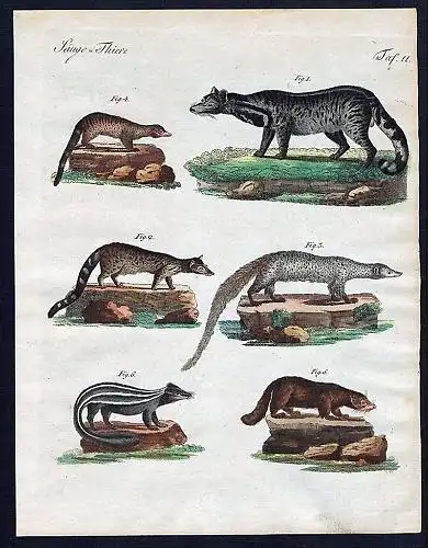1800 - Zibetkatze Viverrinae civet Kupferstich Bertuch