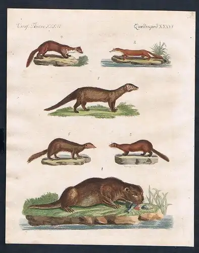 1800 - Marder marten Otter otter Pekan Vanfire engraving Kupferstich Bertuch