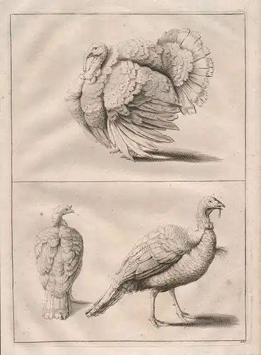 Truthahn Hahn Vogel Vögel turkey cock bird etching Kupferstich antique print