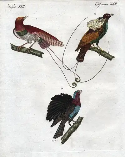 Paradise bird Paradiesvogel Vögel Vogel bird birds Bertuch antique print 1800