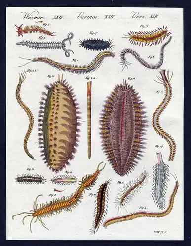 1800 Würmer worms Wurm worm Kupferstich Bertuch antique print