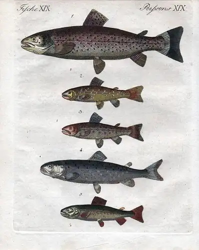 Forelle Forellen trout salmon Lachs Fisch fish poisson Kupferstich Bertuch 1800