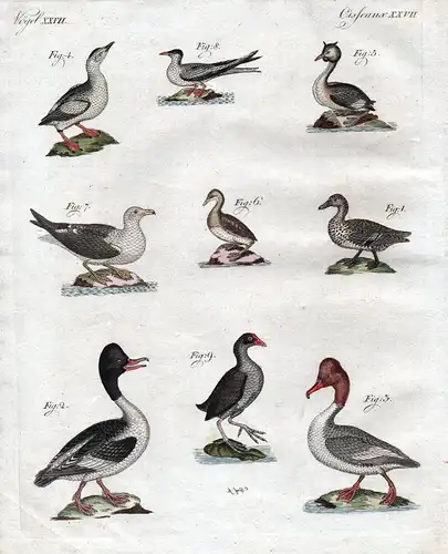 Vögel Vogel birds bird Möwe Blässhuhn Ente duck gull Kupferstich Bertuch 1800