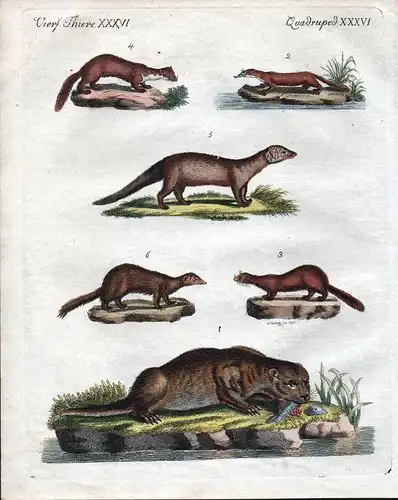Otter Fisch-Otter Marder Wiesel Iltis marten polecat weasel Bertuch 1800