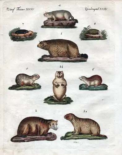 Murmeltier Maulwurf Ziesel marmot mole squirrel Kupferstich Bertuch 1800