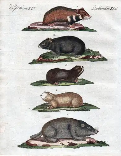 Hamster Maus Mäuse Sandmoll mouse mice Bertuch Kupferstich engraving 1800