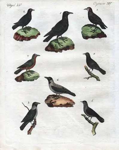 Vögel Vogel birds bird Rabe Krähe Dohle jackdaw crow Bertuch 1800