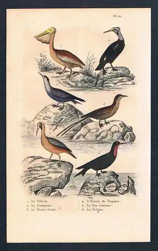 1840 - Pelikan Kormoran Vögel Vogel birds antique print engraving Stahlstich