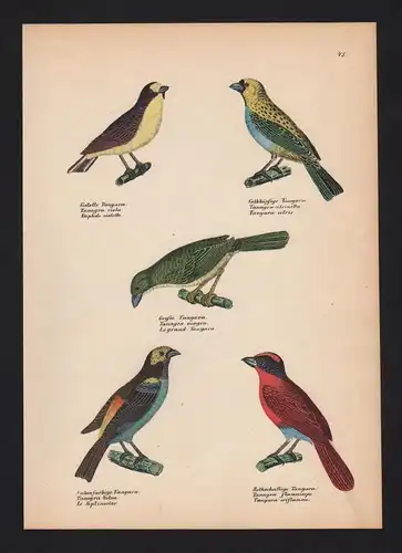 1840 - Tangaren Tangara Vogel Vögel bird birds Lithographie