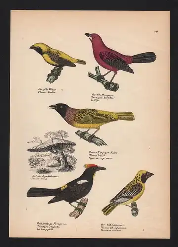 1840 - Tangaren Tangara Webervögel weavers Vogel Vögel bird birds Lithographie