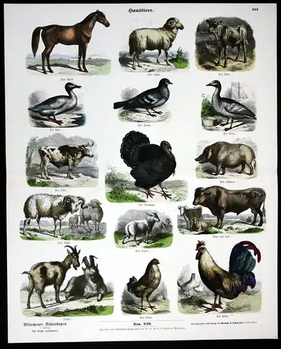 1890 Haustiere Pferd Schwein Hühner Taube Ente Kuh Ziege Münchener Bilderbogen