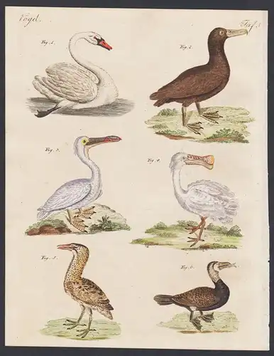 1800 - swan pelican bird birds Vogel Vögel engraving antique print Bertuch