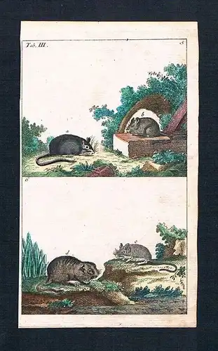 1800 - Maus Mäuse mouse Ratte Ratten rat animal animals engraving Kupferstich