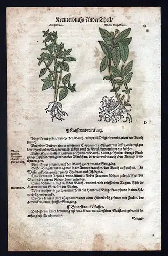 1580 - Bingelkraut Merk Sium herbal Kräuter Kräuterbuch Lonicer Holzschnitt