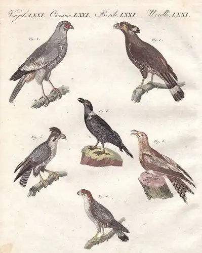 Falke hawk Falken hawks Afrika Africa Vogel bird Vögel birds Bertuch 1800