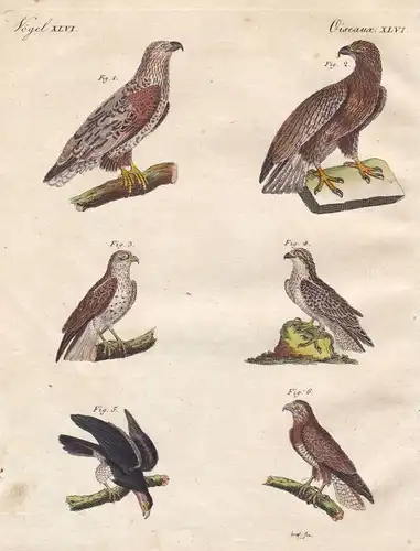 Adler eagle Falke Bussard buzzard hawk Vogel bird Vögel birds Bertuch 1800