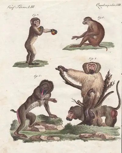 Mandrill Mantelpavian hamadryas baboon Affe monkey Affen monkeys Bertuch 1800