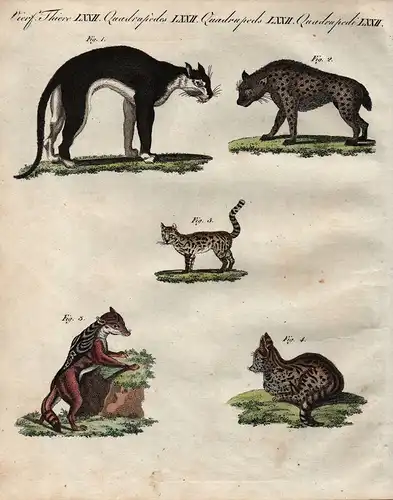 Tiger Hyäne Hyena Schakal jackal Capkatze cat of the cape Maragua Bertuch 1800