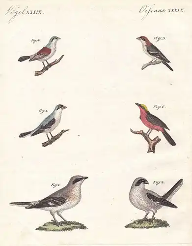 Vogel bird Vögel Würger shrike Sperlinge sparrow Sperlingsvögel Bertuch 1800