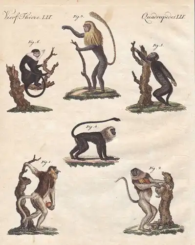 Affe Affen monkeys Primaten primates Brüllaffe howling monkey Bertuch 1800