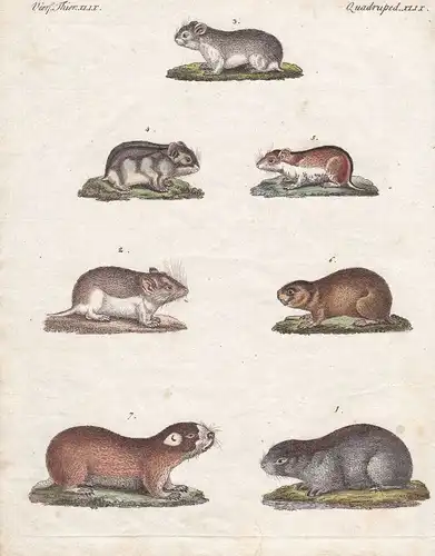 Maus mouse Rennmaus gerbil Nagetiere rodent Nagetier Säugetier Bertuch 1800