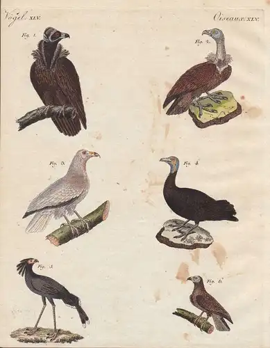Geier vulture Sekretär secretary Greifvogel Vogel bird Vögel birds Bertuch 1800